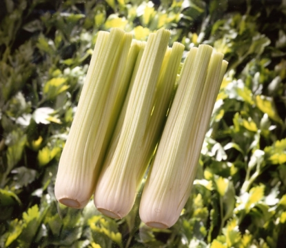 Picture of Celery Victoria F1